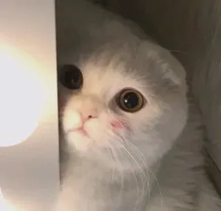 🐾 7038ea9e кот, котенок, милый, животное, питомец whatsapp sticker