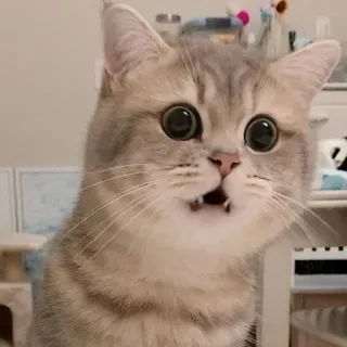 🐾 754e0173 кот, милый, животное, питомец, удивлённый, шокированный whatsapp sticker