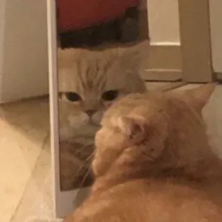 🐾 7a17163e кот, средний палец, отражение, зеркало, рыжий кот, питомец, животное, юмор whatsapp sticker