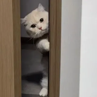 🐾 7b9f2d8d кот, милый, животное, питомец, котенок, подглядывать, подглядывающий, дверь whatsapp sticker