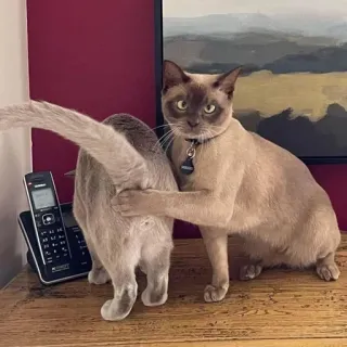 🐾 91e91f67 кошки, домашние животные, животные, юмор, смешно, домашние животные whatsapp sticker