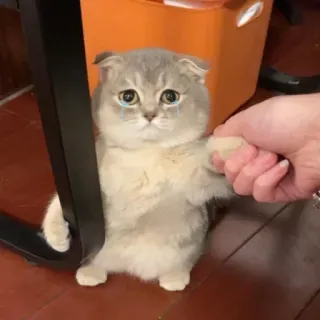 🐾 9516412f кот, котёнок, грустный, милый, животное, питомец, слезы, плачет whatsapp sticker