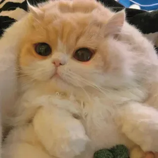 🐾 a0d25778 кот, котёнок, персидский кот, милый, пушистый, животное whatsapp sticker