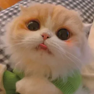 🐾 b0d0322b кот, милый, домашнее животное, животное, смешной, котёнок, очаровательный, домашний, пушистый whatsapp sticker