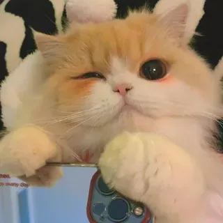 🐾 c41ce3b2 кот, котёнок, питомец, милый, животное, кошачий whatsapp sticker