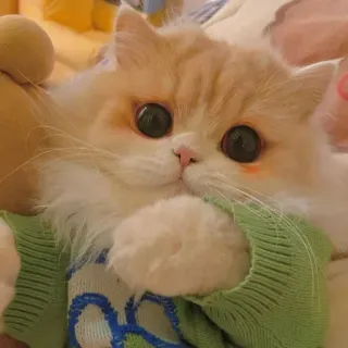 🐾 c85e7b13 кот, милый, питомец, котенок, животное, свитер, домашний кот, пушистый whatsapp sticker