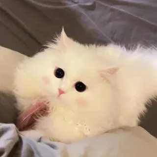 🐾 c99a50ac кошка, белый кот, котёнок, милый, питомец whatsapp sticker