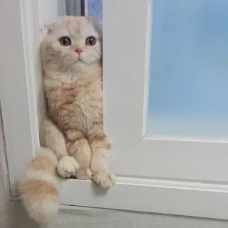 🐾 c9c4a77a кот, животное, милый, домашнее животное, кошачий, домашняя кошка, окно whatsapp sticker