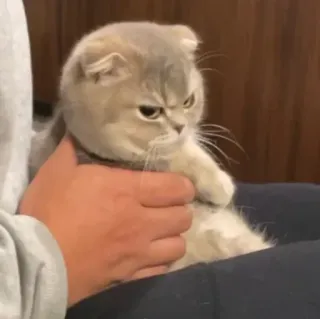 🐾 d4fd1771 кот, котенок, злой, милый, шотландская вислоухая whatsapp sticker