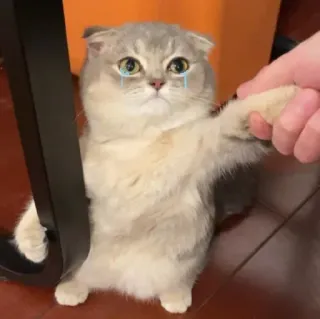 🐾 dddd03df кот, животное, грустный, плачет, питомец, котенок, милый whatsapp sticker