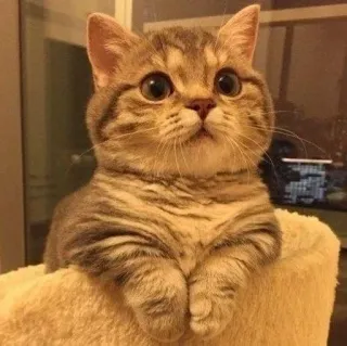 🐾 e87537e6 кот, котёнок, милый, животное, питомец, домашний кот, полосатый, кошачий whatsapp sticker