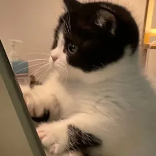 🐾 f90dc6da котенок, кошка, животное, питомец, милый, черно-белый, домашнее животное whatsapp sticker