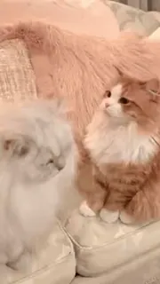 🐱 04205da8 猫, 宠物, 动物, 家畜, 可爱, 毛茸茸 telegram sticker