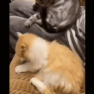 🐱 19ee643a 猫, 宠物, 动物, 家畜, 猫科, 可爱 telegram sticker