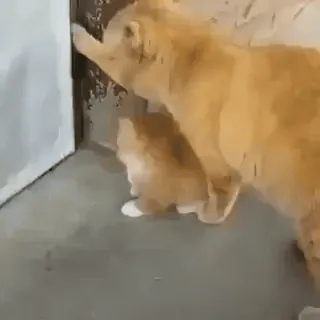 🐱 1c7df24a 猫, 小猫, 橘猫, 玩耍, 动物, 宠物 telegram sticker