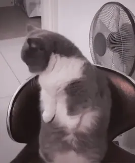 🐱 2cd2408b 猫, 动物, 坐着, 椅子, 风扇 telegram sticker