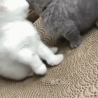 🐱 358f148c 猫, 小猫, 动物, 宠物, 可爱, 好玩 telegram sticker