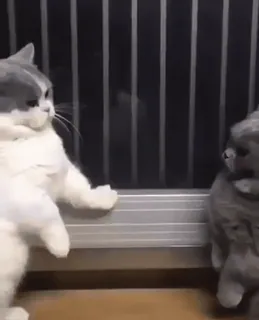 🐱 5f1eb3db 猫, 小猫, 动物, 宠物, 可爱, 顽皮, 家养 telegram sticker