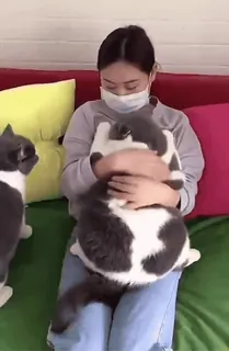 🐱 6229e962 猫, 动物, 宠物, 家养, 女人, 面具, 可爱 telegram sticker