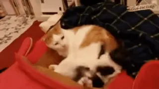 🐱 9e8dffb0 猫, 小猫, 动物, 宠物, 可爱, 猫科动物, 家畜 telegram sticker