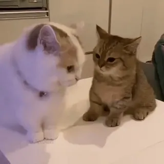 🐱 b0f193d2 猫, 小猫, 动物, 宠物, 可爱, 家养, 猫科 telegram sticker