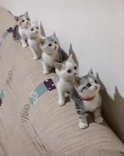 🐱 cc7679c6 小猫, 猫, 可爱, 动物, 宠物, 家畜 telegram sticker