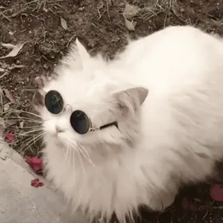 @Bhumika_2704 (Video Pack 3) telegram stickers