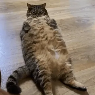 🐱 e79ba0f1 猫, 动物, 宠物, 猫科, 可爱, 家养, 懒, 虎斑 telegram sticker