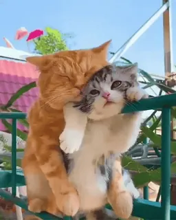 🐱 ffda8777 猫, 小猫, 动物, 可爱, 宠物, 猫科动物, 家畜 telegram sticker