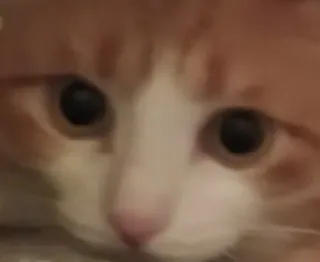 🥺 06427bfb 猫, 動物, ペット, 哺乳類, ネコ科, イエネコ telegram sticker