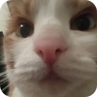 🐱 09e56346 猫, ペット, 動物, 家畜, 哺乳類, クローズアップ, オレンジ, 白 telegram sticker