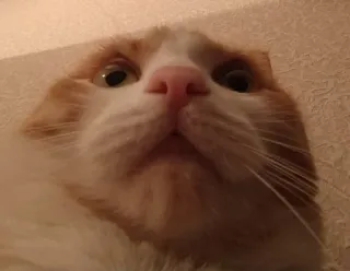 🧐 11bff79d 猫, ペット, 動物, オレンジ, 白, ネコ科 telegram sticker