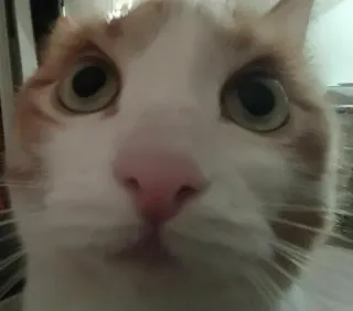 😳 1db1bab7 猫, 動物, ペット, クローズアップ, 家畜 telegram sticker