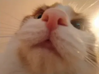 😦 23c3d183 猫, ペット, 動物, クローズアップ, イエネコ, 哺乳類 telegram sticker