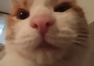 😏 25fccb71 猫, 動物, ペット, クローズアップ, 飼い猫, ネコ科 telegram sticker