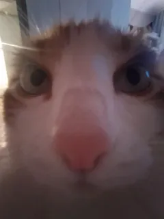 😳 56c81fca 猫, ペット, 動物, クローズアップ, オレンジ猫, 飼い猫, 哺乳類, ポートレート telegram sticker