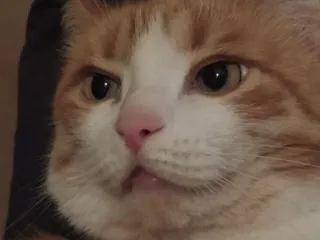 😦 57cd640e 猫, 動物, ペット, オレンジ, 白 telegram sticker