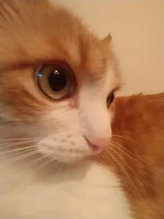 😳 6439e7c8 猫, ペット, 動物, オレンジ色のトラ猫, 飼い猫, ネコ科 telegram sticker