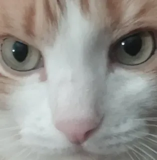 😠 70b05cd4 猫, 動物, ペット, 飼い猫, 顔 telegram sticker