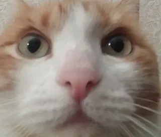 😐 7640b537 猫, ペット, 動物, ネコ科, 茶トラ, クローズアップ, 可愛い telegram sticker