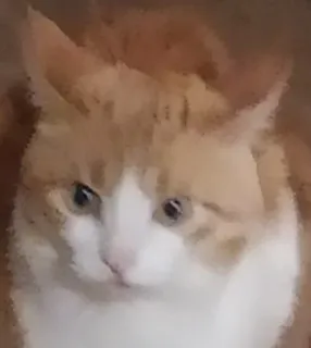 🤯 7a7bc3ab 猫, ペット, 動物, 飼い猫, ネコ科, 茶トラ猫 telegram sticker