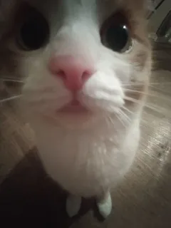 😳 7b634920 猫, ペット, 動物, かわいい, 飼い猫, 哺乳類 telegram sticker