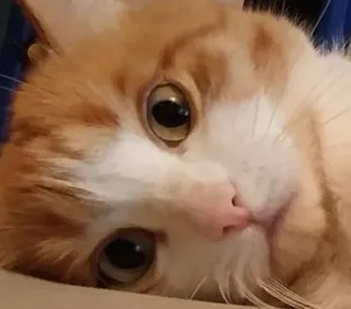 😕 84b4c0b9 猫, 茶トラ猫, ペット, 動物, かわいい telegram sticker