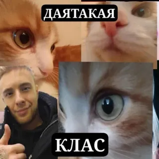 👍 b4b9096e ДАЯТАКАЯ КЛАС 猫, ミーム, 男, コラージュ, 面白い telegram sticker