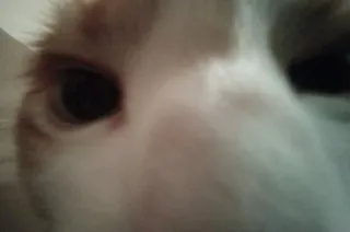 😐 c2b08f8d 猫, ペット, 動物, 目, クローズアップ telegram sticker