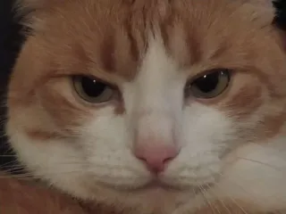 😏 ccf4ea79 猫, 動物, ペット, 飼い猫, ネコ科, オレンジ猫 telegram sticker