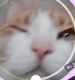 😉 d08512b1 猫, 動物, ペット, 家畜, 哺乳類, ネコ科 telegram sticker