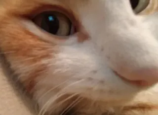 😳 e081ecf0 猫, ペット, 動物, 飼い猫, オレンジ色の猫, クローズアップ telegram sticker