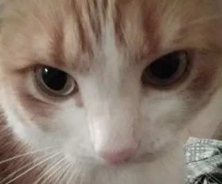 😳 eaf3f3d7 猫, 動物, ペット, 家畜, 哺乳類 telegram sticker