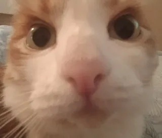 😳 fbb6abbb 猫, ペット, 動物, イエネコ, 哺乳類, クローズアップ, 目, 鼻 telegram sticker